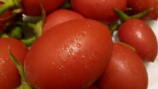 Tomato plant update#how to get more tomatoes in Ur plant