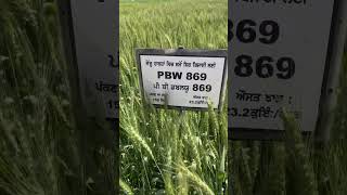 PBW869 ਕਣਕ #shorts #youtubeshorts #viral #ਕਣਕ