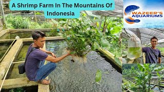 Exploring A Shrimp Farm High In The Mountains Of Indonesia 🇮🇩