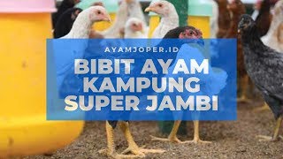 Bibit Ayam Kampung Super Jambi