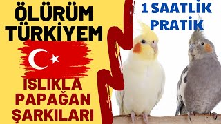 ISLIKLA ÖLÜRÜM TÜRKİYEM 1 SAAT - ISLIKLA PAPAĞAN ŞARKILARI - TÜRKİYEM SULTAN PAPAĞANI