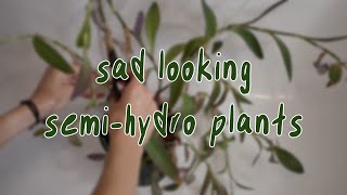 HOUSEPLANT REHAB | semi hydro, back from vacation