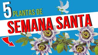 🌿 ¡Las PLANTAS MEDICINALES que no pueden FALTAR en tu SEMANA SANTA! 🕊️✨