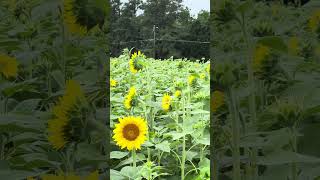 24 - 197 — Field Of Sunflowers