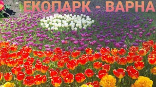 Лалетата на Варна😊🌺🌷⚘