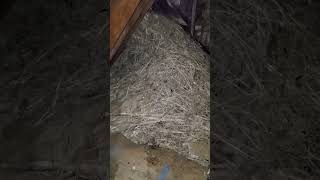 Crazy 4' tall bird's nest in an attic! #bird #birdsnest #attic