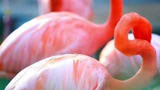 Mysterious flamingo Bird | Learn all about Flamingo | Kids learning