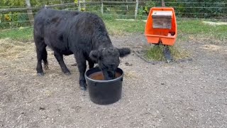 Windy the heifer enjoying the lick tub from Fleet Farm Belted Galloway Homestead