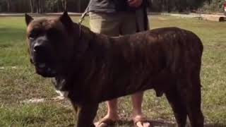 THE BIGGEST DOGS IN THE WORLD TOP 4 1