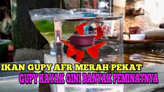 Ikan gupy Afr merah pekat banyak peminat