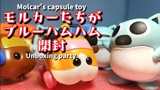 【PUI PUI Molcar】ならぶんです。がブルーハムハムならぶんです。開封してくれました【stopmotion】