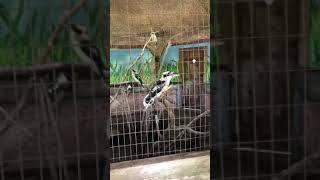 The  kookaburras at the zoo.