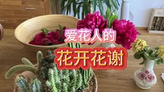 爱花人的花开花谢 不完美是人生常态 不必遗憾