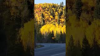 Some of the best Fall foliage in Colorado can be found just 2 hours from Denver! 🍁🍂🍁