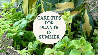 CARING  TIPS FOR PLANTS IN SUMMER//GARDENING AND CRAFTY