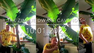 179.🌴🍌Jak zimuje Dwarf Cavendish🌴10.01.2022🍌🌴