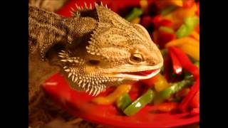 Lizard eating pepper