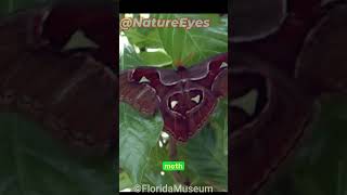 Atlas Moth The Giant Butterfly You've Never Seen Before!  #trendingshorts  #shortsfeed #wildlife