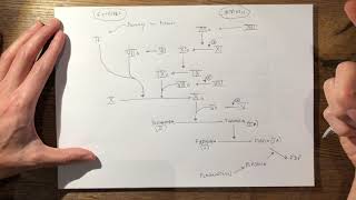 22  Coagulation Cascade FRCS Tr&Orth