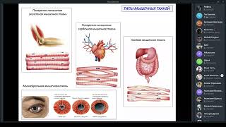 Мышечные ткани | Гиста