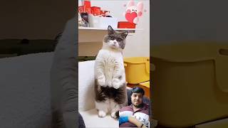 Chalak cat🐈😺| #animals #cat #pets #trending #shorts #youtubeshorts #funny #comedy #trend #shortsfeed