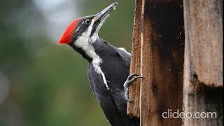 [Woodpecker Pecking] Sound Effect