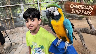 Kitna Cute Parrot Mil Gaya 😂 | Chandigarh Bird Park | Yaatri