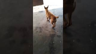 OMG ye kya ho gya pappu ghar se bhag gya😱😱😭🥹🥹❤️#viral  #dog #viralshort  #doglover #video#shorts#sad