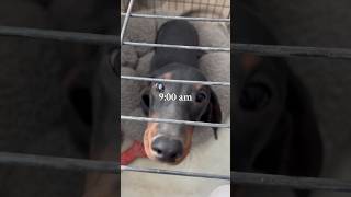 Dachshund morning feeding / routine