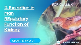 Regulatory Functions of Kidney | Ultra filtration | Reabsorption | Tubular secretion | class 12