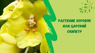 🌻Растение коровяк или царский скипетр