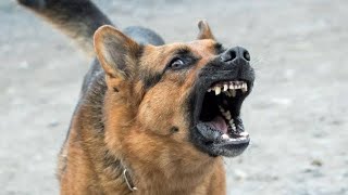 Kutte Ki Awaaz | Dog sound | Kutte ki Bhokne Ki Awaz | Dogs Barking | Dog Voice angry