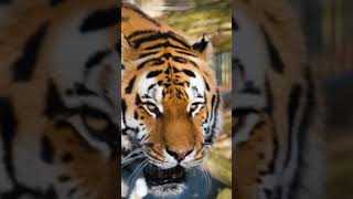 Tiger predator 🐯#subscribemychannel #shortvideo #nature #shorts #wildlife