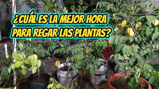 ¿Cuál es LA MEJOR HORA para REGAR LAS PLANTAS?