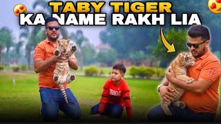 Golden Taby Tiger ka Name Rakh Lia 😍 | sb Log Comments Me Bataye Name kesa Laga? Nouman Hassan