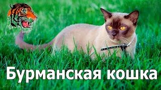 Бурманская кошка.История,характер,описание породы.