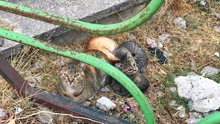 Mutterkatze und ihre 3 Kätzchen vertrauen mir mit der Zeit immer mehr