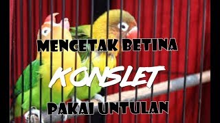 Cara Mencetak Betina Konslet Dengan Untulan