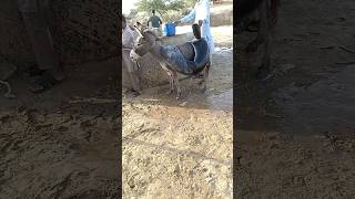 The people of Thar carry water on donkeys 🐴🐴🐴🐴🌺🌺🌺