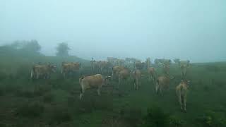 Asturian cows going up to te mountains in Picos de Europa (Asturias, Spain) E- GUIASTUR