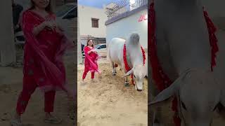 Qubrani #Qurbani2k24 #Janwar #Viral #trending #EidUlAdha #eid2k24  #CowMandi #janwar #EidulAdha2024