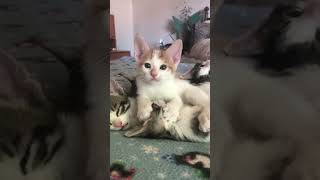 #shorts #cat #catvideos #funny #funnycats