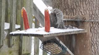 Action at the bird and squirrel feeders 20141116