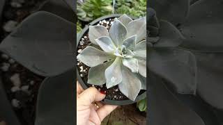 Echeveria  Rodolfi