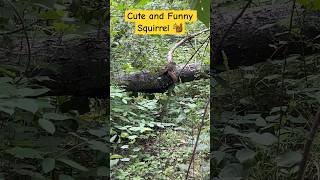 🐿🐿😍 Cute and Funny Squirrel 🐿🐿😍 #shorts #squirrel #nature #tree #funny #cute #canada #playful