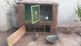 Beautiful house for pigeons I Easy way to construct pigeon loft