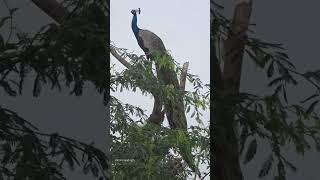 Peacock🦚❤ #peacock #peacocks #birds #beautiful #beauty #beautifulbird #shorts #love #nature #watch