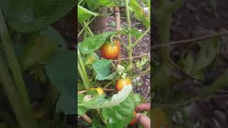 FREE TOMATOES FROM THE BACKYARD #cooking #shorts #shortvideo