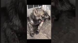 cute funny pet 🤣 moments #pets #shorts #trending #viral #animal