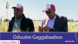 AMECO HIBIR: Oduulee Gaggabaaboo 09/03/2017